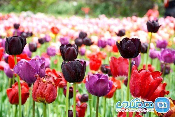اعلام فراهم شدن امکان بازدید از لاله های کندر اعلام فراهم شدن امکان بازدید از لاله های کندر