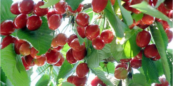 راهنمای کاشت درخت آلبالو در خانه راهنمای کاشت درخت آلبالو در خانه