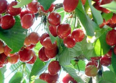 راهنمای کاشت درخت آلبالو در خانه