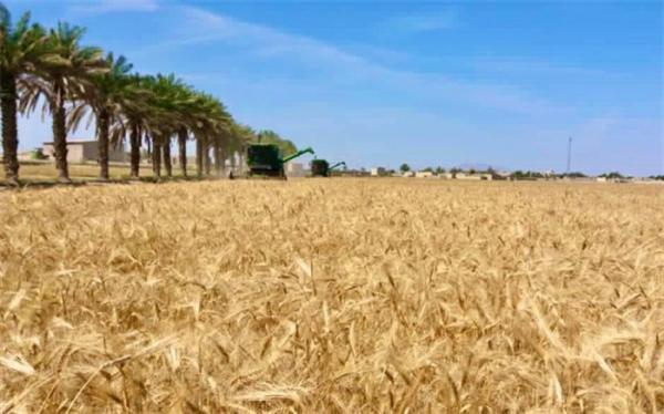 کاهش 21 درصدی خرید تضمینی گندم کاهش 21 درصدی خرید تضمینی گندم