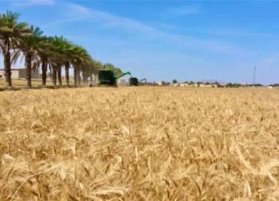 کاهش 21 درصدی خرید تضمینی گندم