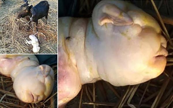 تولد بزی با چهره انسان در هند تولد بزی با چهره انسان در هند